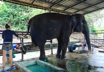 Veterinary care for elephants 