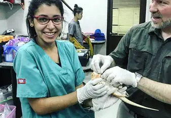 Physical examinations for reptiles and birds 