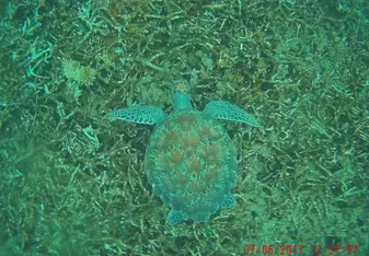 Swimming with the turtles!
