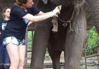 elephant sanctuary 