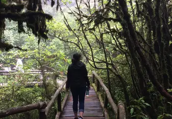 Rain forest!