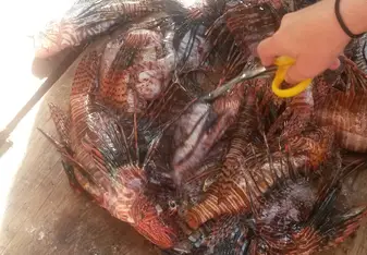 Lionfish