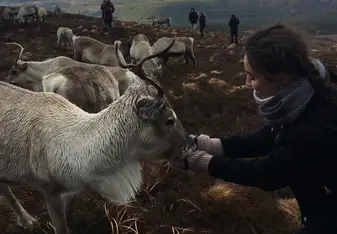 Feeding reindeer in Scotland