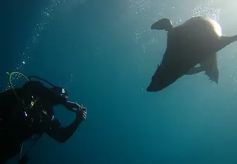 scuba diving with seal