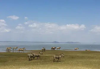 field of zebras