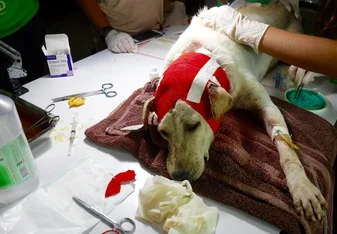 dog in surgery at veterinarian 