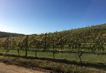 Wine tasting on Waiheke Island