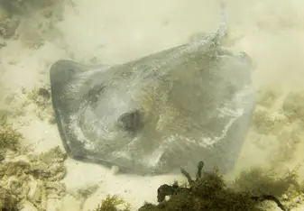 diving in carriacou