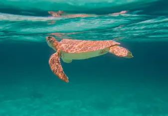 diving in carriacou