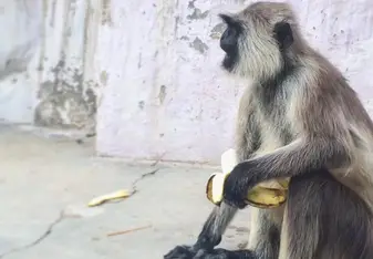 monkey and banana