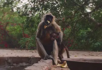 Monkey temple