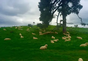 Sheep