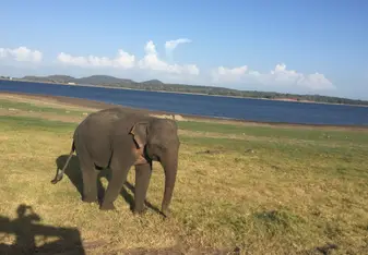 an elephant i saw on our safari 