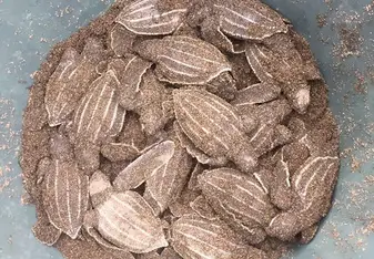 bucket of baby sea turtles