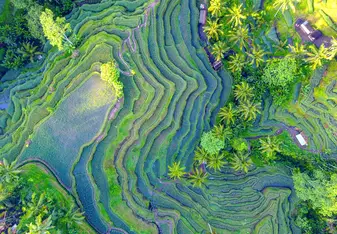 Rice Field from the drone's perspective