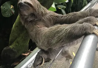 This guy was just chilling near the sidewalk.