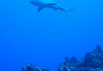 shark