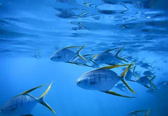 Snorkeling off of Isla del Caño