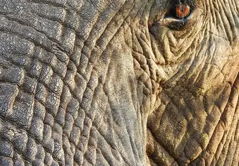 Elephants
