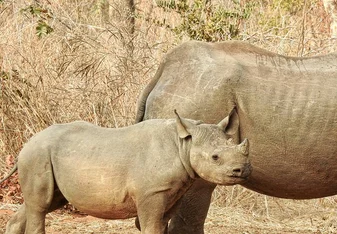 Black rhinos
