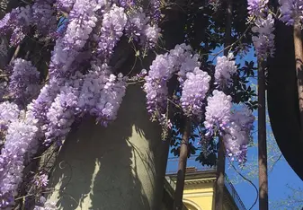 Loved seeing all the beauty around Italy including these flowers hanging by the Florence University of the Arts!