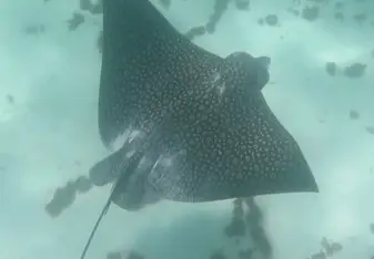 Eagle ray