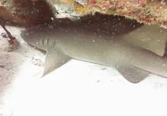 Lovely nurse shark
