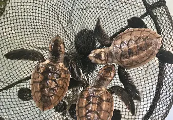 Baby hatchlings 