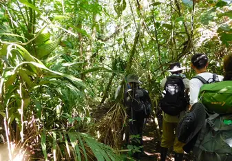 group walking through jungle
