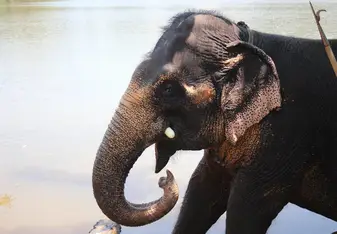 Sri Lankan Elephant