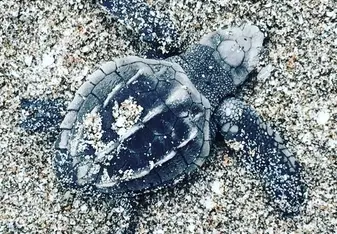 Costa Rica Sea Turtle