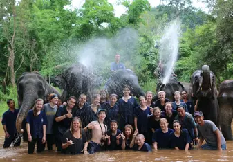 Thai elephants 