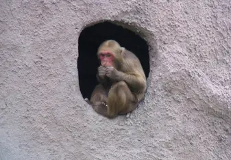 Macaque in Thailand