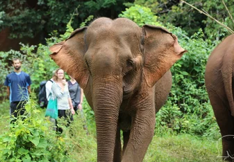 Elephant sanctuaries in Asia