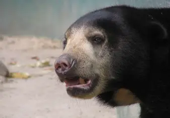 Bear at the sanctuary