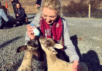 girl feeding lambs