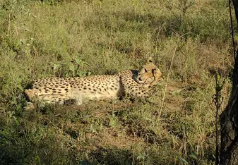 female cheetah