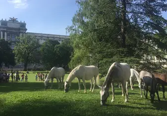 Lipizzan Horses in Vienna Burggarten