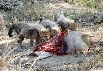 Feeding time