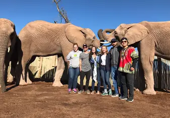 Elephants in Africa