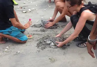 releasing 2 turtles into the ocean