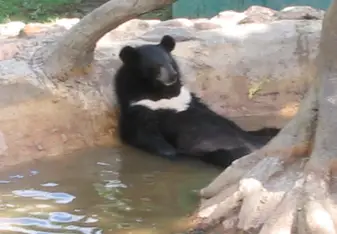 bear relaxing in water