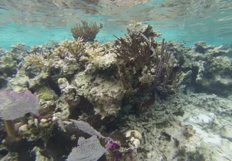 An image of coral reef