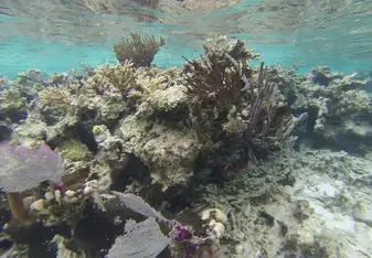 An image of coral reef