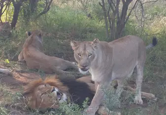 three lions in nature