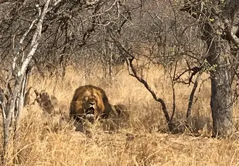 lion 