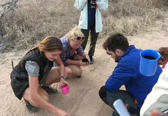 searching for cheetah