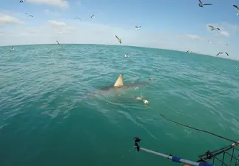 picture of shark in water