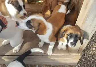 Some of the many beautiful dogs I got to work with