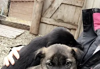 Some of the many beautiful dogs I got to work with